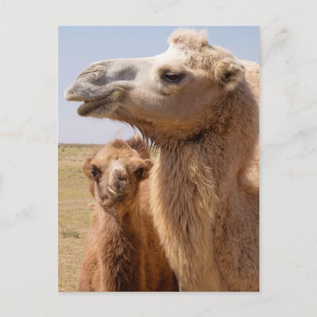 Bactrian Camel Portrait Postcard (Front)