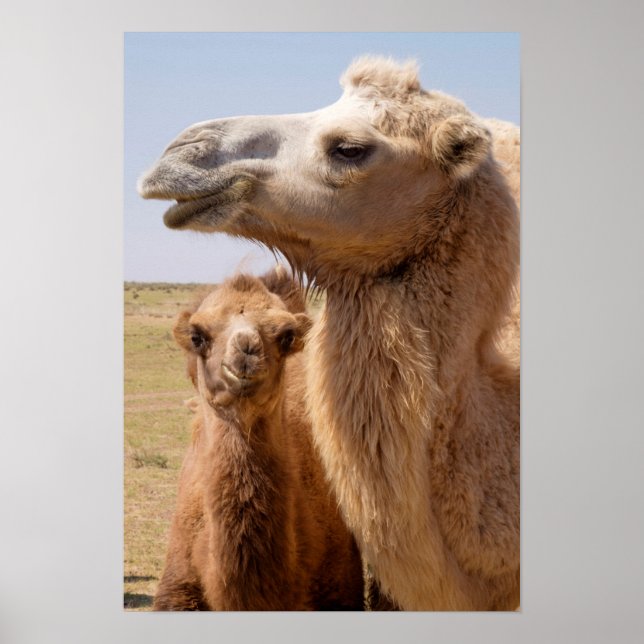 Bactrian Camel Portrait Poster (Front)
