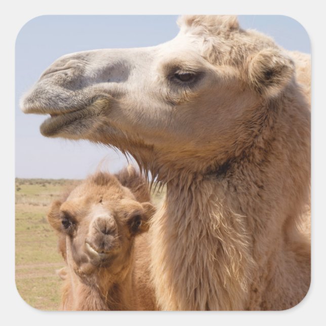 Bactrian Camel Portrait Square Sticker (Front)