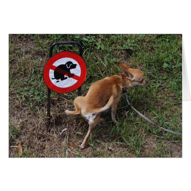 Bad Chihuahua Puppy (Front Horizontal)