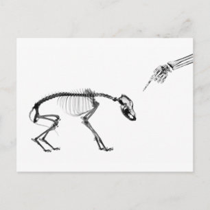 Bad Dog X-Ray Skeleton in Black & White Postcard