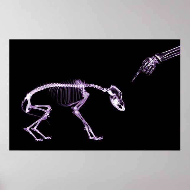 Bad Dog Xray Skeleton Black Purple Poster (Front)