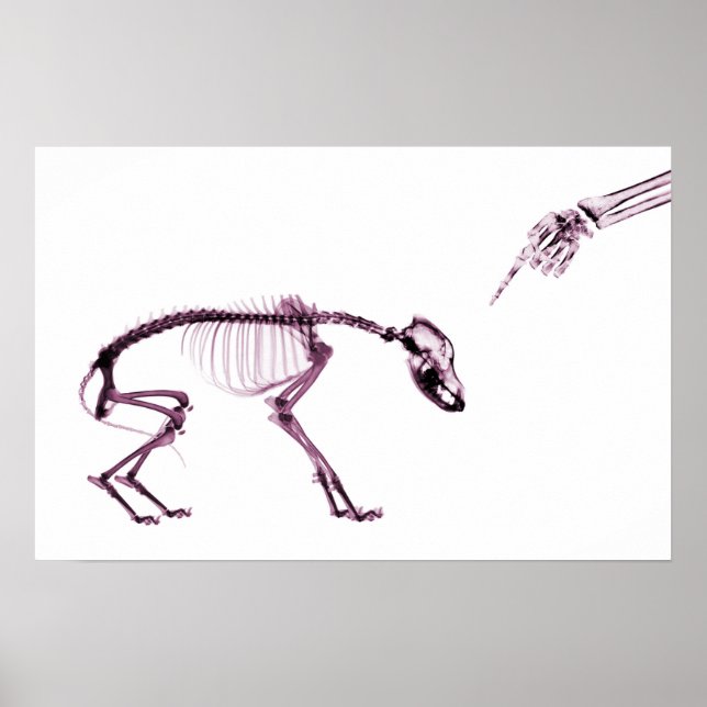 Bad Dog Xray Skeleton White Pink Poster (Front)