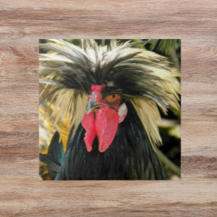 Bad Hair Chicken Photo Tile