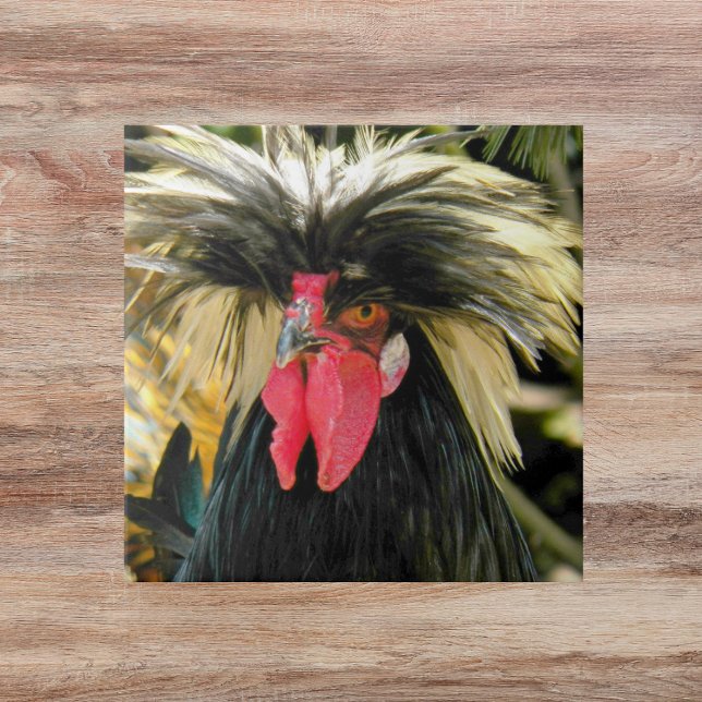 Bad Hair Chicken Photo Tile (In Situ)