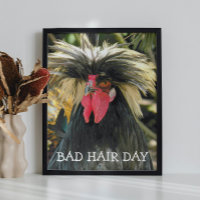 Bad Hair Day Chicken Meme