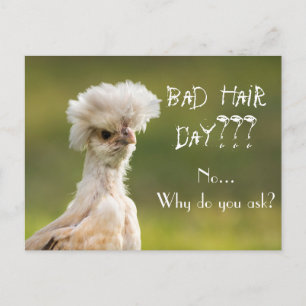 Bad Hair Day Chicken Postcard
