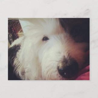 Bad Hair Day! Postcard