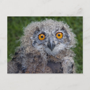 Bad Hair Day Postcard
