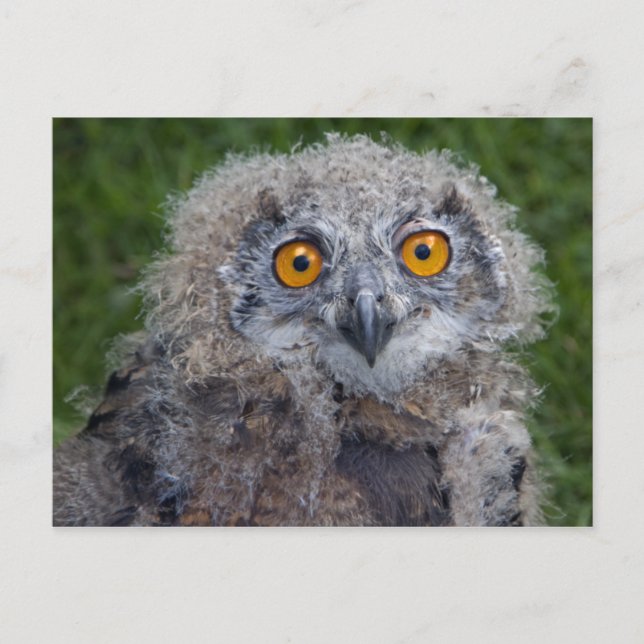 Bad Hair Day Postcard (Front)