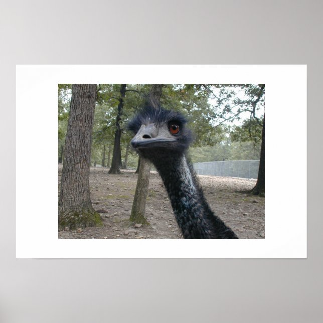 Bad hair Day Poster (Front)