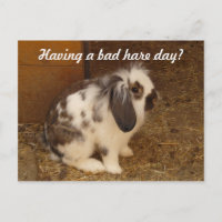 Bad Hare Day Postcard