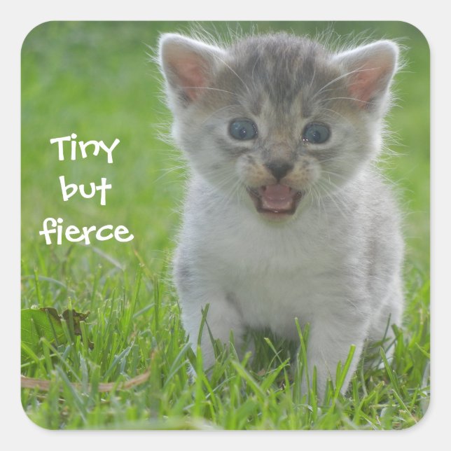 Badass Cats - "Tiny but Fierce" Square Sticker (Front)
