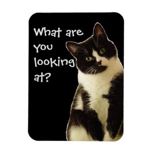Badass Cats "What are you looking at!"  Magnet