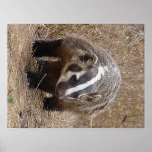 Badger Approach Poster
