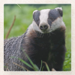 Badger Glass Coaster