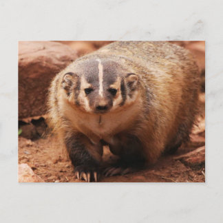 Badger Holiday Postcard