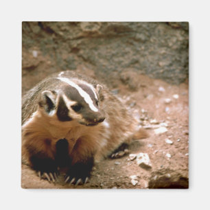 Badger Magnet