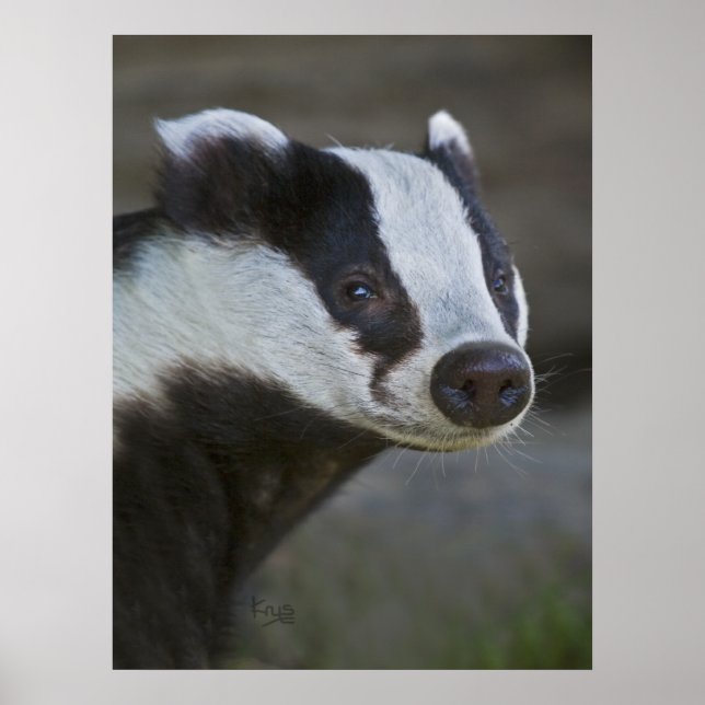 Badger Portrait Print (Front)