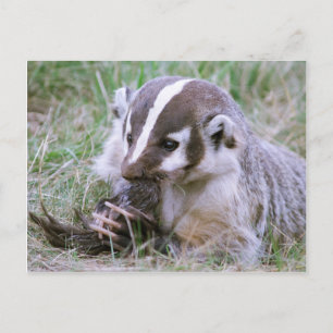 Badger Postcard