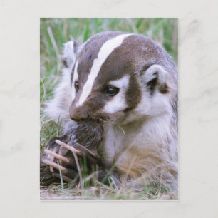 Badger Postcard