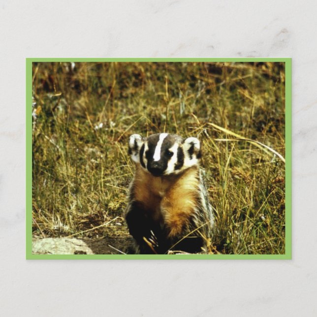Badger Postcard (Front)