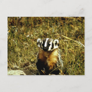 Badger Postcard