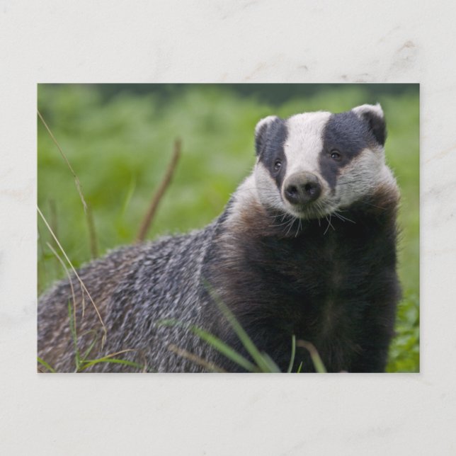 Badger Postcard (Front)