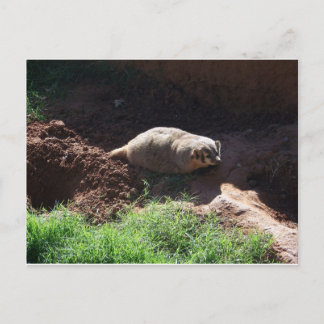 Badger Postcard