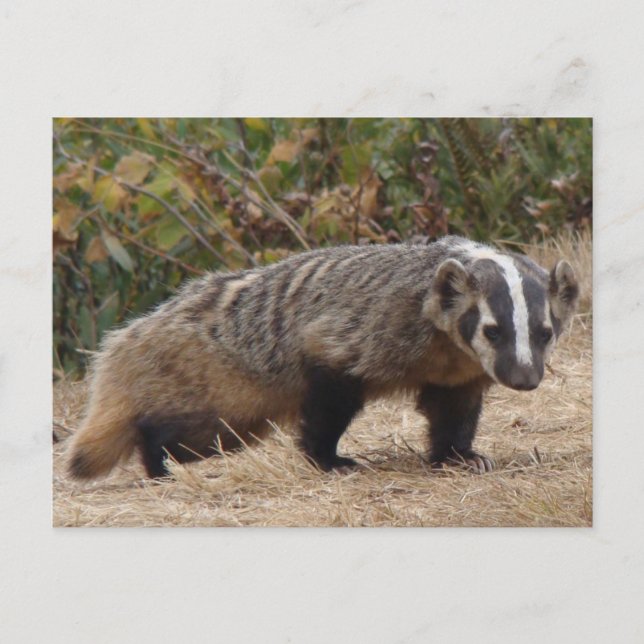 Badger Postcard (Front)