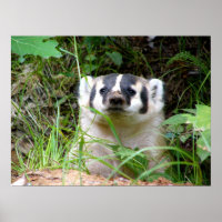 badger