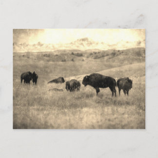 Badlands Bison Postcard