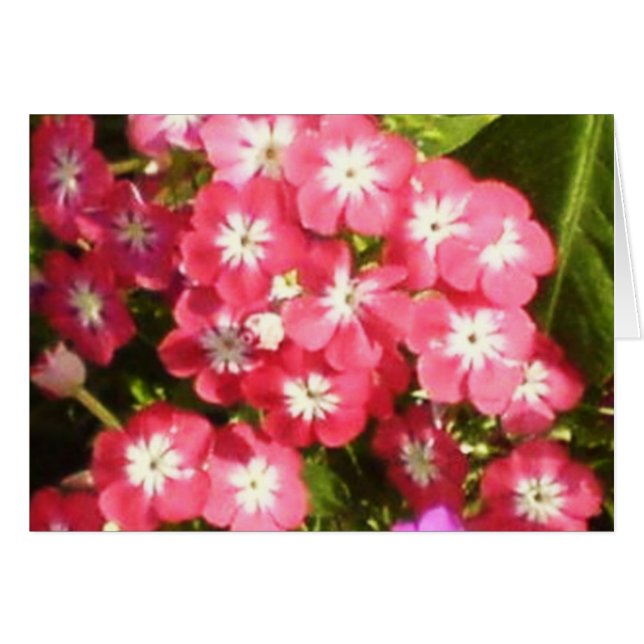 Badrinath Valley of Flowers 1 (Front Horizontal)