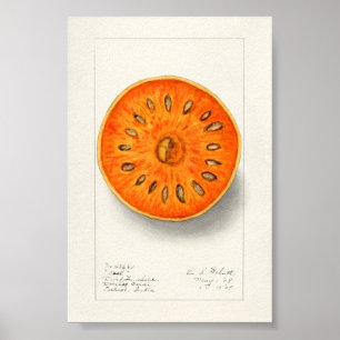 Bael (Aegle Marmelos) Fruit Watercolor Painting Poster