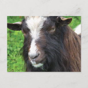 Bagot Goat Rare Breed Postcard