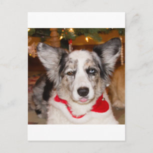 Bah Humbug!!! Postcard