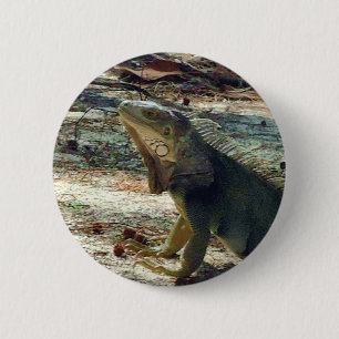 Bahama Iguana Button