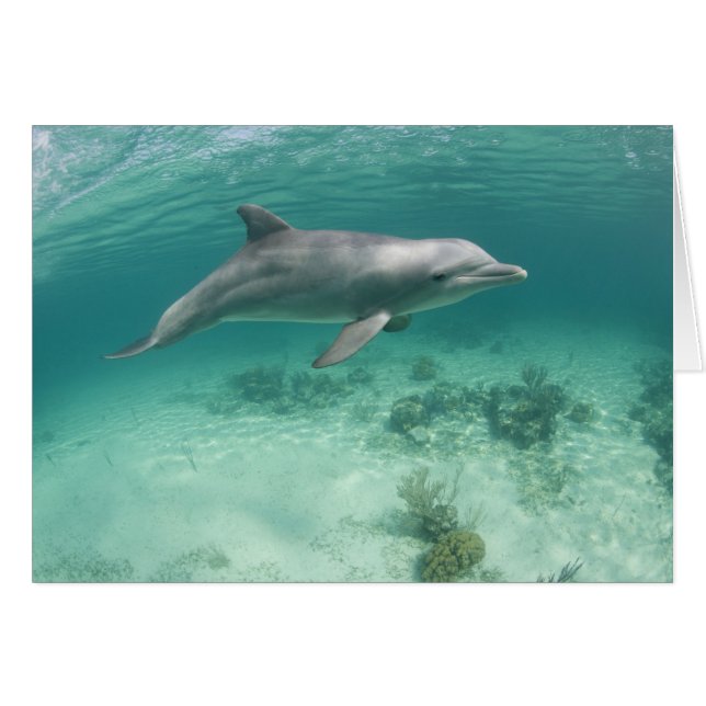 Bahamas, Grand Bahama Island, Freeport, Captive 6 (Front Horizontal)