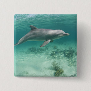 Bahamas, Grand Bahama Island, Freeport, Captive 6 15 Cm Square Badge
