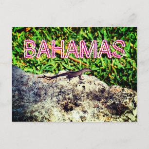 Bahamas Lizard Postcard