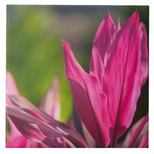 BAHAMAS, New Providence Island, Nassau: Paradise Ceramic Tile