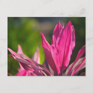 BAHAMAS, New Providence Island, Nassau: Paradise Postcard