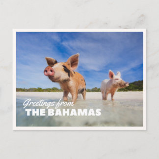 Bahamas Pig Photo Exuma Cay Vintage Greeting Postcard