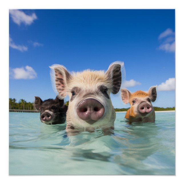 Bahamas Swimming Pig 2024 Poster (Front)
