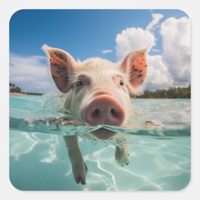Bahamas Swimming Pig Square Sticker (Front)