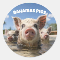 Bahamas Swimming Pigs - Exuma Pig Beach Adventure