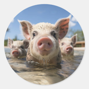 Bahamas Swimming Pigs - Exuma Pig Beach Adventure Classic Round Sticker
