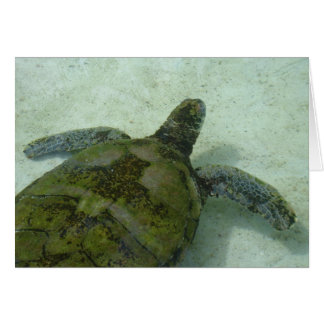 Bahamas Turtle
