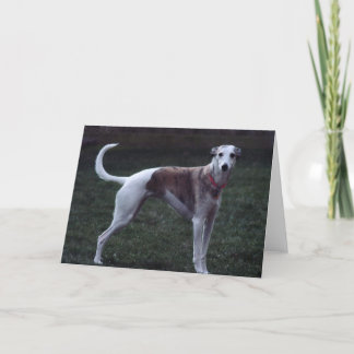 "Bailey" Whippet Photo Greeting Card