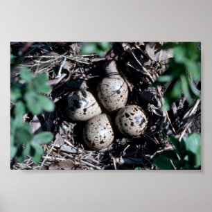 Baird's Sandpiper Nest with Eggs Poster